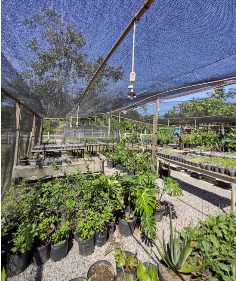 Plantas Medicinais e Sustentabilidade